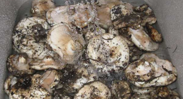 Proč mléčné houby solením tmavnou, jak je správně solit a bělit